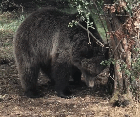 Bear at Whipsnade