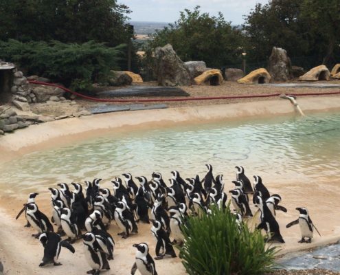 Penguins at Whipsnade