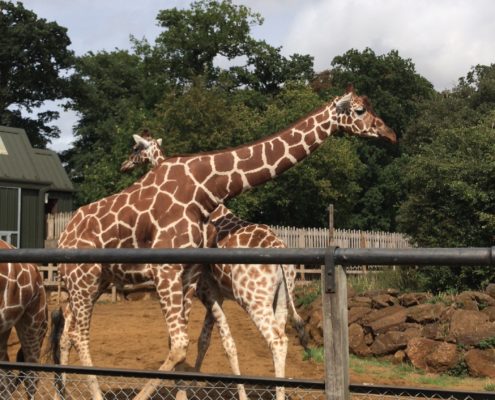 Giraffes at Whipsnade